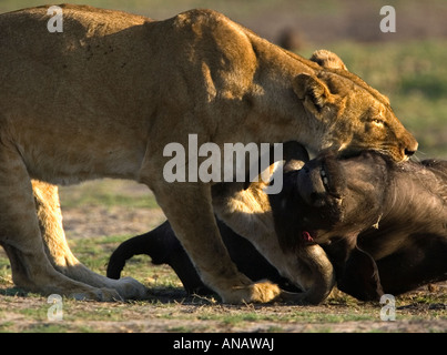 Löwin Panthera Leo ihre Beute zieht ein junger Büffel Syncerus Caffer nach dem töten in den Chobe National Park Botswana in Afrika Stockfoto