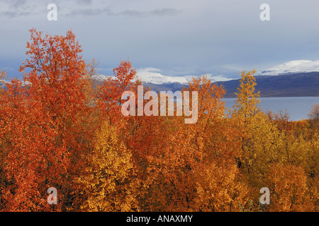 Herbstlandschaft am See Tornetraesk, Abisko Nationalpark, Schweden, Lappland, Norrbotten Stockfoto