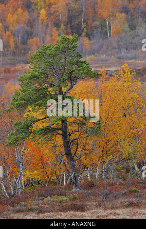 Föhre, Scots Kiefer (Pinus Sylvestris), vor falschen Birken (Betula Pubescens), Schweden, Lappland, Norrbotten Stockfoto