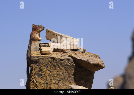 Rotschwanz-Streifenhörnchen (Tamias Ruficaudus), auf einem Stein, USA, Montana, Glacier Natioanl Park Stockfoto