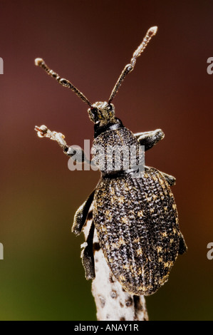 Rüsselkäfer, schwarze Rebe Dickmaulrüssler, Europäische Dickmaulrüssler (Otiorhynchus Sulcatus), sitzen auf einem Stiel Stockfoto