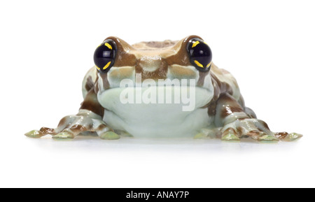 Amazonas Baldachin Frosch (Phrynohyas Resinifictrix), Blick nach vorne auf ein einziges Tier Stockfoto