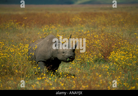 Ein Spitzmaulnashorn (Diceros Bicornis Michaeli) unter den gelben Blüten auf dem Boden des Ngorongoro Crater. Stockfoto