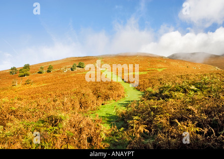 Ein Weg durch den Adlerfarn auf den Pisten von Carl Side, Skiddaw in der Lake District National Park, UK Stockfoto