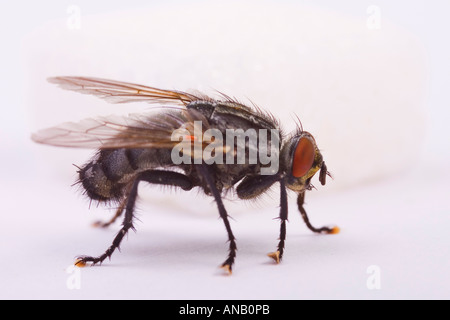 Marmoriertes grau Fleisch Fly (Sarcophaga Carnaria) Stockfoto