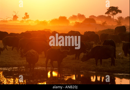 Eine Herde Büffel an einer Wasserstelle bei Sonnenuntergang Stockfoto