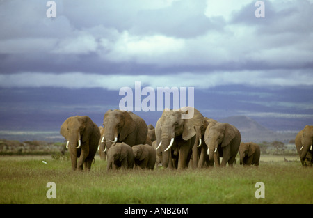 Eine Zucht-Herde von afrikanischen Elefanten (Loxodonta Africana) zu Fuß auf einem grünen Grasfläche Stockfoto