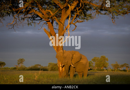 Ein einsamer Stier Elefant steht unter einem Baum (Loxodonta Africana) Stockfoto