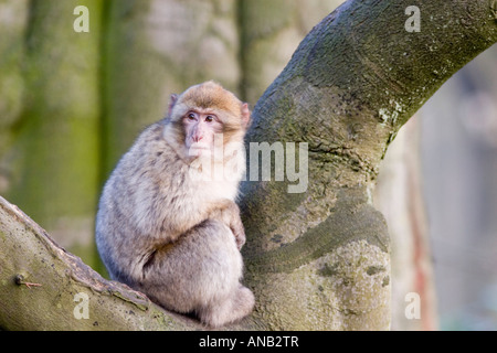 Berberaffe an der Monkey Forest, Trentham, schüren Stockfoto