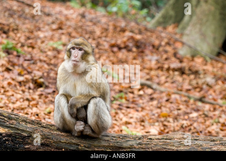 Berberaffe auf der Monkey Forest Trentham Stoke Stockfoto