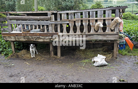 GUATEMALA CAPELLANIA Heifer Projekt International Schaf wuchs nach der Null-Weide-Politik Stockfoto