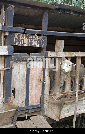 GUATEMALA CAPELLANIA Heifer Projekt International Schaf wuchs nach der Null-Weide-Politik Stockfoto