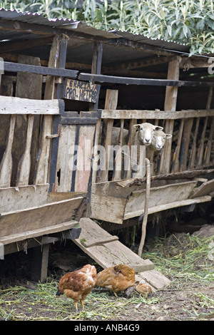 GUATEMALA CAPELLANIA Heifer Projekt International Schaf wuchs nach der Null-Weide-Politik Stockfoto