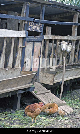 GUATEMALA CAPELLANIA Heifer Projekt International Schaf wuchs nach der Null-Weide-Politik Stockfoto