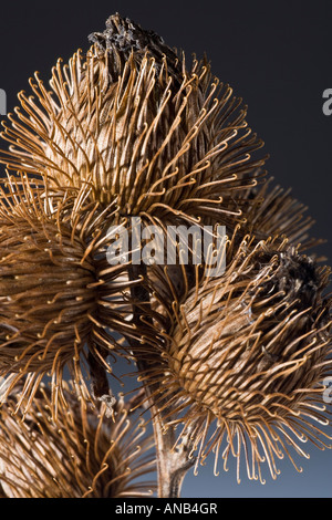 Hitchhiker Samen gemeinsamen Klette, Arctium minus Stockfoto