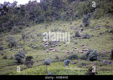 GUATEMALA CAPELLANIA Heifer Projekt International Schaf wuchs nach der Null-Weide-Politik Stockfoto