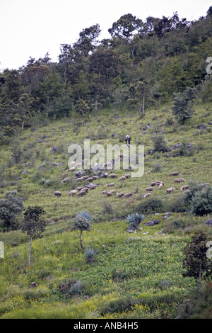 GUATEMALA CAPELLANIA Heifer Projekt International Schaf wuchs nach der Null-Weide-Politik Stockfoto