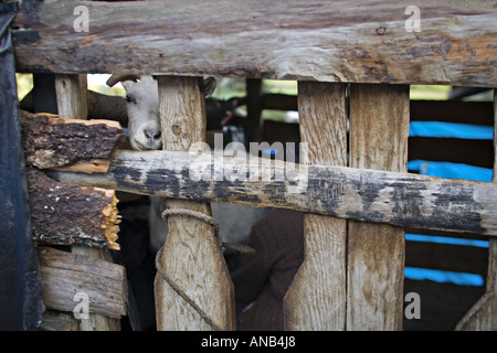 GUATEMALA CAPELLANIA Heifer Projekt International Schaf wuchs nach der Null-Weide-Politik Stockfoto