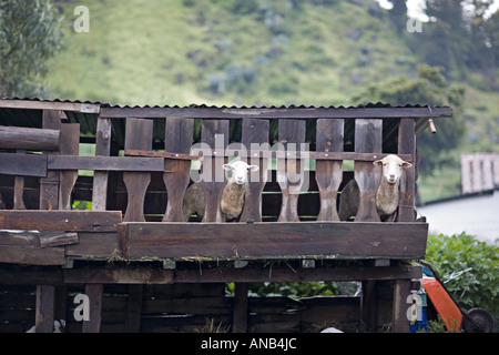 GUATEMALA CAPELLANIA Heifer Projekt International Schaf wuchs nach der Null-Weide-Politik Stockfoto