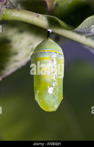 Caterpillar Chrysalis Danaus plexippus Monarch Stockfoto