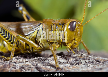 Differenzielle Grasshopper Melanoplus differentialis Stockfoto