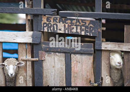 GUATEMALA CAPELLANIA Heifer Projekt International Schaf wuchs nach der Null-Weide-Politik Stockfoto