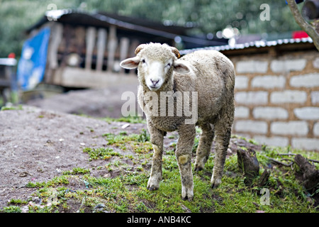 GUATEMALA CAPELLANIA Heifer Projekt International Schaf wuchs nach der Null-Weide-Politik Stockfoto