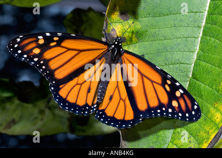 Neu geboren Monarchfalter Danaus plexippus Stockfoto