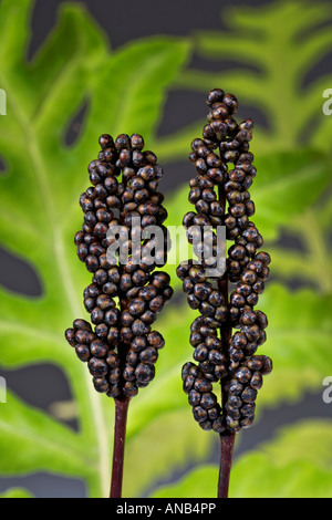 Sensible Farn zeigt fruchtbaren Wedel, Sporen innen kugelförmige Hartschale Onoclea sensibilis Stockfoto