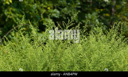 Ambrosia-Ambrosia artemisiifolia Stockfoto