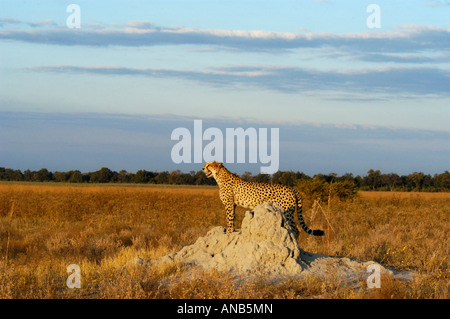 Gepard gehockt Termite Hügel auf der Suche nach Beute Stockfoto