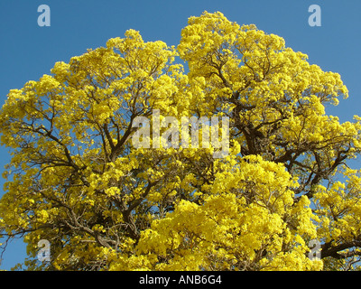 Nahaufnahme der Masse die gelben Blüten der Trompetenbaum (Tabebuia Caraiba), Gran Chaco, Paraguay Stockfoto