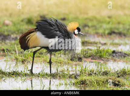 Grey gekrönter Kran (Balearica Regulorum Gibbericeps) zu Fuß in ein Feuchtgebiet Stockfoto