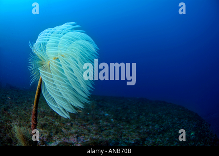 White Spiral Rohr Wurm (Spirographis Spallanzani Sabella Spallanzanii) auf der Liban Schiffbruch, Maire Insel, Marseille, Frankreich. Stockfoto