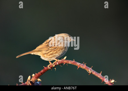 Heckenbraunelle Prunella Modularis gehockt Brombeere mit dunklem Hintergrund Potton Bedfordshire Stockfoto