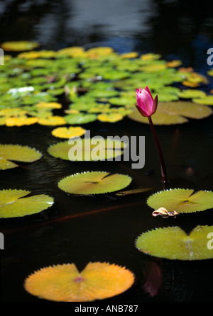Französisch-Polynesien-Papeete Tahiti Blume blüht im Garten Seerosenblatt Stockfoto