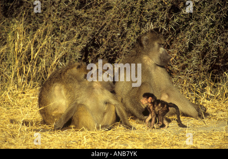 Chacma Pavian Familie ruht (Papio Cynocephalus Ursinus) mit einem jungen baby Stockfoto