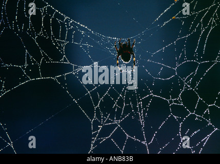 Spinnennetz mit Morgen Tau Hintergrundbeleuchtung Stockfoto
