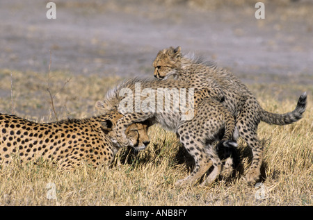 Gepard (Acinonyx Jubatus) Mutter von zwei jungen verspielten angegriffen Stockfoto