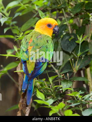 Jandaia Sittich Aratinga Jandaya - Captive Stockfoto