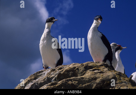 König Kormorane, Falkland Inseln Stockfoto