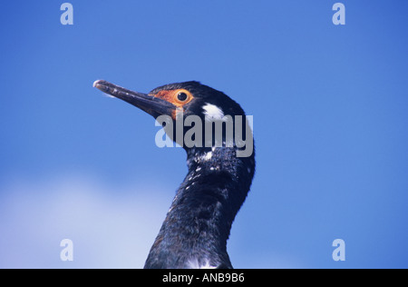 Rock Kormoran, Falkland Inseln Stockfoto