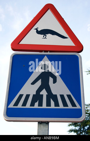 Verkehrsschilder-Warnung von Pfauen überqueren und Fußgängerüberweg Stockfoto