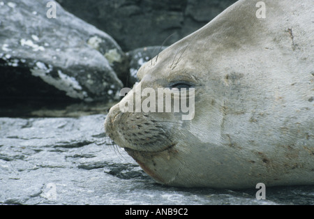 Weibliche See-Elefant auf den Süd-Orkney-Inseln Stockfoto