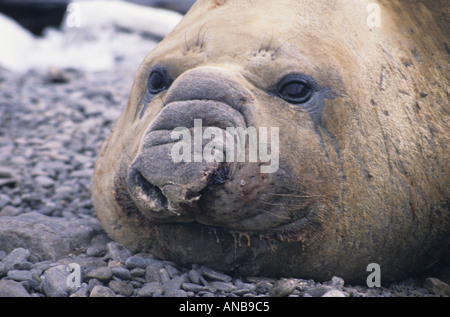 See-Elefant Bull auf den Süd-Orkney-Inseln Stockfoto