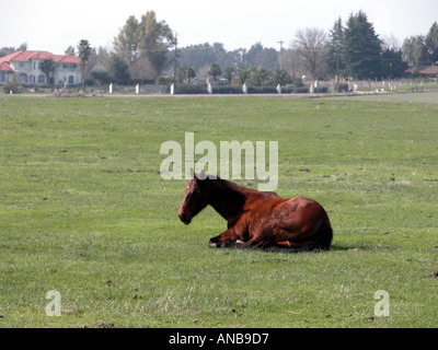 Ein Quarterhorse in einem Feld in der Nähe von Fresno CA Stockfoto