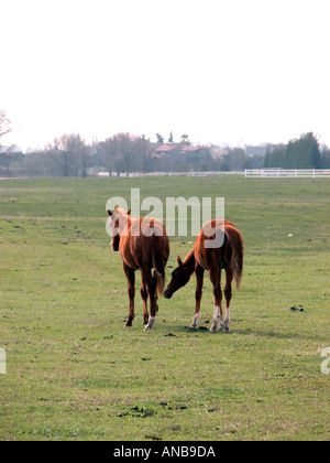 Jährlinge in einem Feld in der Nähe von Fresno CA USA Stockfoto