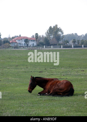 Ein Quarterhorse in einem Feld in der Nähe von Fresno CA USA Stockfoto