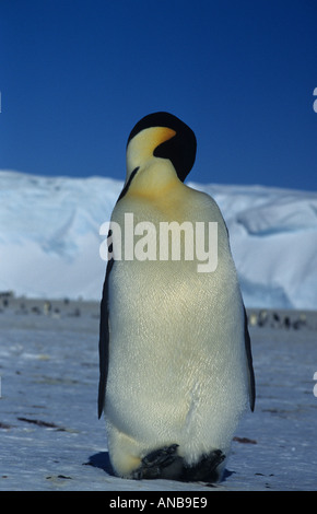 Kaiserpinguine putzen auf Meereis im Weddellmeer, Antarktis Stockfoto