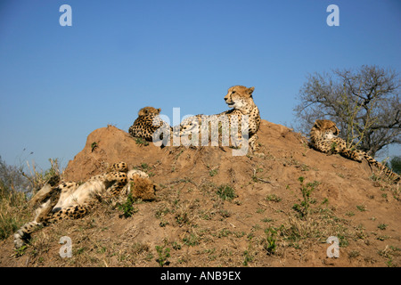 Eine Familie von Geparden ruht auf einer Termite-Hügel Stockfoto